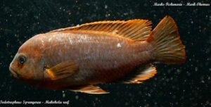 Iodotropheus sprengarae